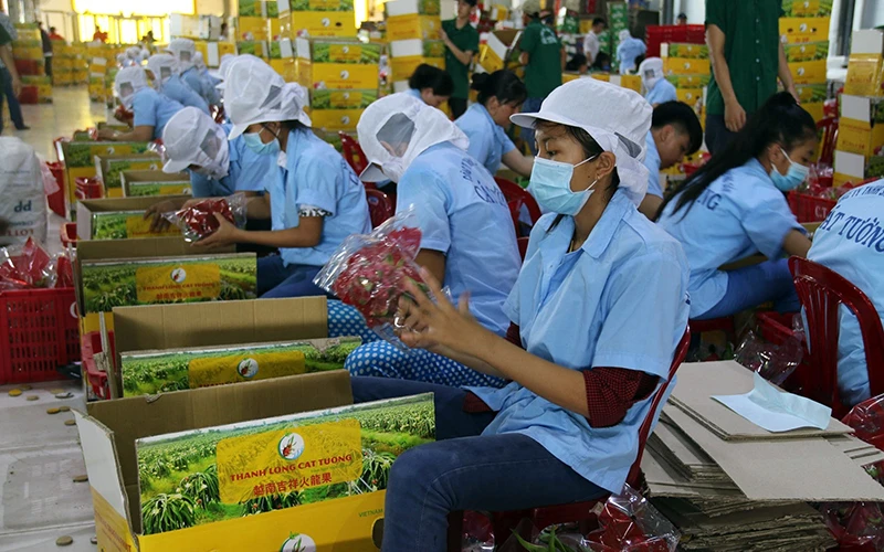 Sơ chế thanh long xuất khẩu tại Công ty TNHH Chế biến nông sản thực phẩm Cát Tường. Ảnh: MINH TRÍ