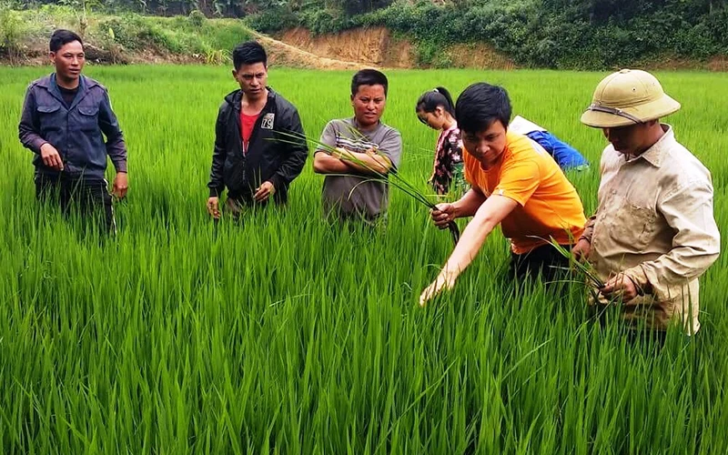 Cán bộ khuyến nông tỉnh Điện Biên hướng dẫn nông dân cách phát hiện sâu bệnh.