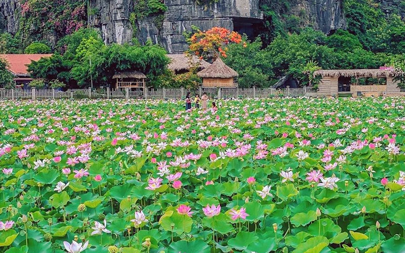 Mô hình trồng sen Nhật kết hợp thả cá và làm du lịch ở xã Ninh Xuân, huyện Hoa Lư (Ninh Bình).Ảnh: THÁI BÁ