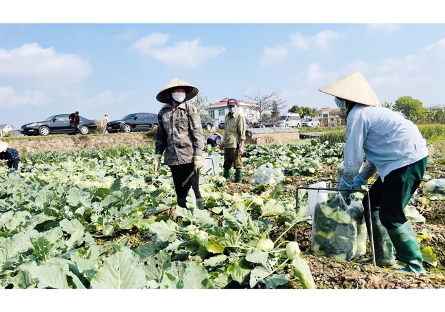 Nông dân xã Hưng Đạo (huyện Tứ Kỳ, Hải Dương) thu hoạch rau xanh trên cánh đồng được quy hoạch vùng sản phẩm.