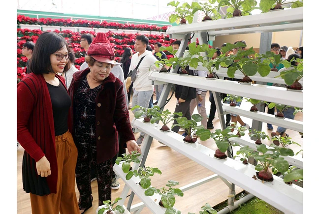 Du khách tham quan mô hình trồng củ cải đỏ theo phương pháp thủy canh tại Trang trại rau và hoa Vạn Thành (TP Đà Lạt, Lâm Đồng). Ảnh: TRẦN GIANG