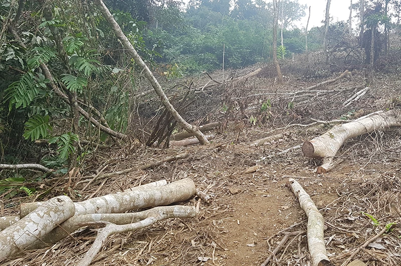 Rừng đặc dụng Vườn quốc gia Xuân Sơn bị chặt phá nghiêm trọng.