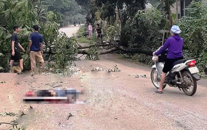 Hiện trường vụ đổ cây làm chết người ở xã Võ Lao, huyện Văn Bàn, tỉnh Lào Cai.