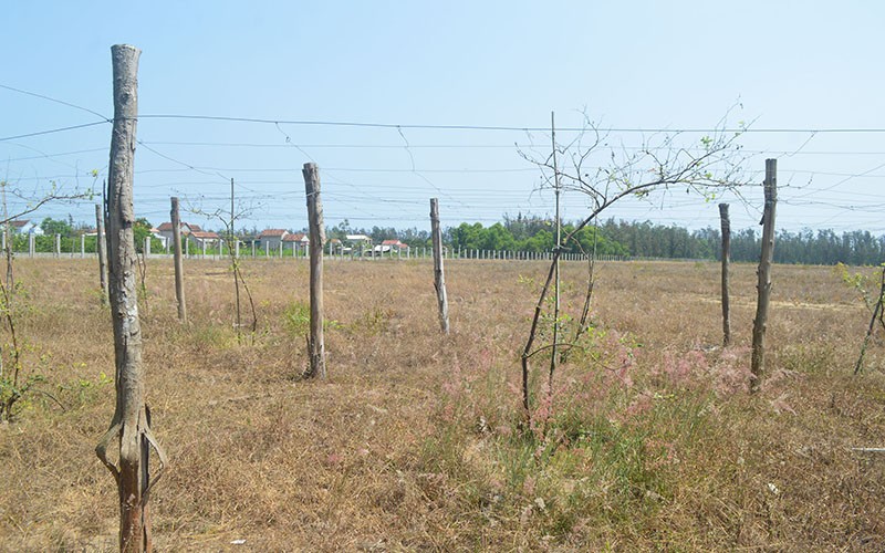 Hàng chục héc-ta đất dự án chuỗi nông nghiệp hữu cơ công nghệ cao OFB Mộ Đức bị bỏ hoang nhiều năm.