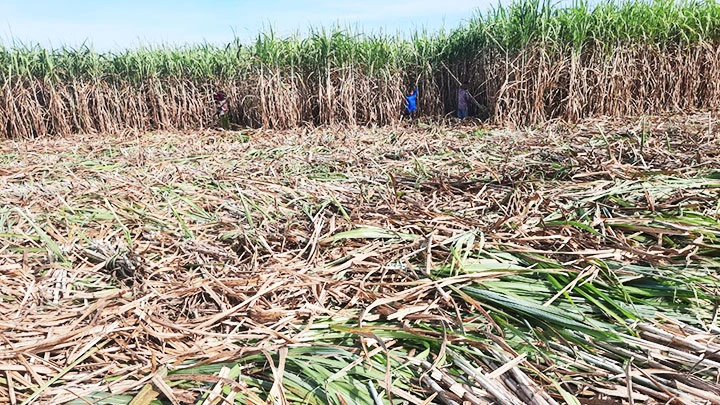 Người trồng mía Tây Ninh đang gặp nhiều khó khăn trước tình trạng DN nhập khẩu đường mía từ Thái-lan.