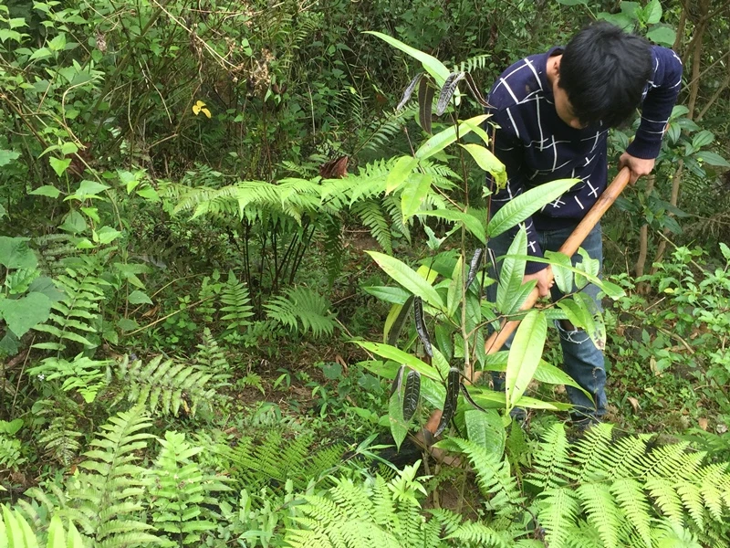 Mô hình phát trồng dược liệu (chè hoa vàng, mú từn...) dưới tán rừng  của anh Hà Minh Tuấn, bản Cò Muồng, xã Châu Kim, huyện Quế Phong.