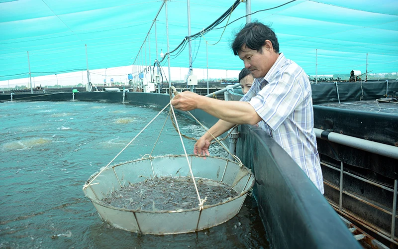 Anh Phạm Văn Giai kiểm tra quá trình phát triển của tôm được nuôi trong bể bạt ứng dụng công nghệ cao ở xã Dương Hòa. 