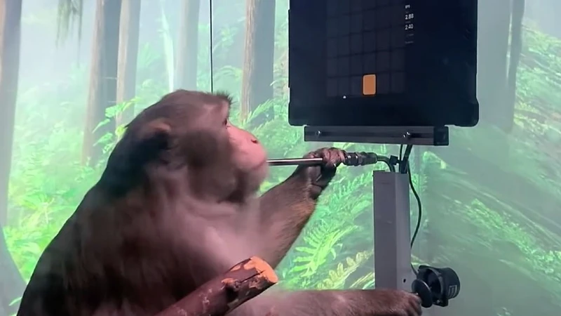 Khỉ Pager đang chơi games qua điều khiển bằng ánh mắt. Ảnh cắt từ clip.