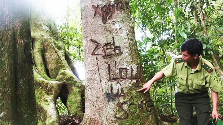 Cán bộ Kiểm lâm huyện Tương Dương kiểm tra rừng.