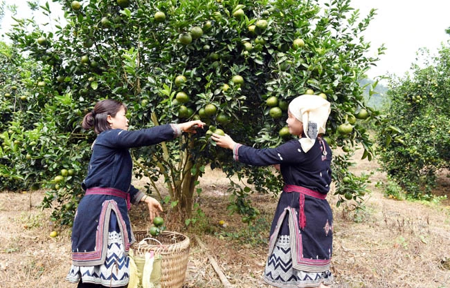Người dân huyện Hàm Yên (Tuyên Quang) thu hoạch cam sành. 