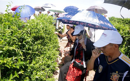Vùng trồng dây thìa canh sạch đạt chuẩn GACP-WHO tại Nam Định.