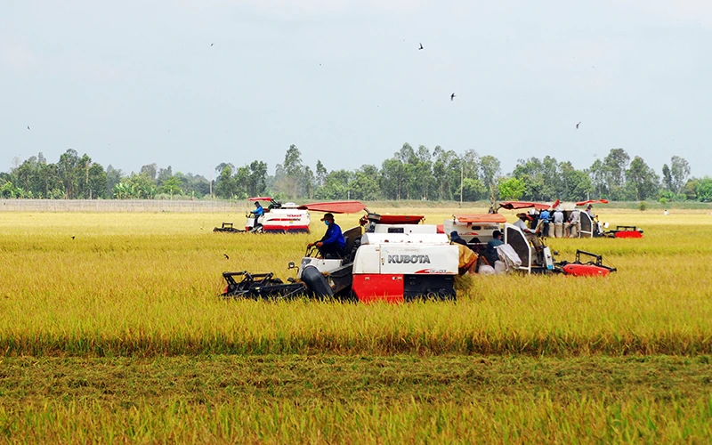 Cơ giới hóa trong thu hoạch lúa tại Hợp tác xã Mỹ Thành, huyện Cai Lậy (Tiền Giang).