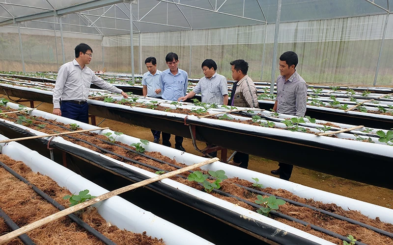 Mô hình trồng dâu tây trong nhà lưới cho thu nhập 300 triệu đến 400 triệu đồng/ha tại xã Mường Lống, huyện Kỳ Sơn. 