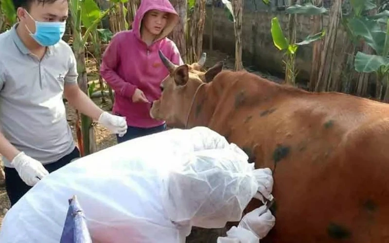 Bệnh viêm da nổi cục trên trâu bò xuất hiện tại Việt Nam từ tháng 10-2020.