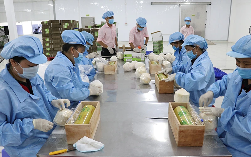 Chế biến dừa xuất khẩu tại nhà máy đóng gói Công ty Vina T&T Group, huyện Châu Thành (Bến Tre). Ảnh: PHÚC HẬU