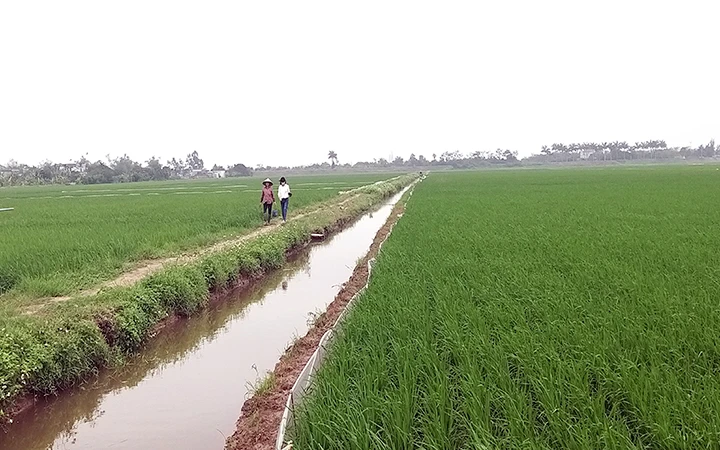 Cánh đồng mẫu lớn sản xuất lúa giống, lúa hàng hóa của Hợp tác xã Bình Định (huyện Kiến Xương, Thái Bình).