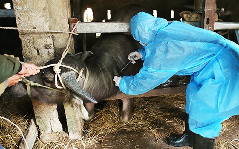 Tiêm vắc-xin phòng bệnh viêm da nổi cục ở trâu, bò tại xã Phù Lưu, huyện Lộc Hà (Hà Tĩnh). Ảnh: THÁI OANH 