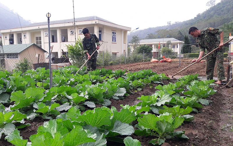 Chiến sĩ Ðồn Biên phòng Tam Chung, huyện Mường Lát trồng rau sạch cải thiện sinh hoạt, hỗ trợ nhân dân học tập, làm theo. 