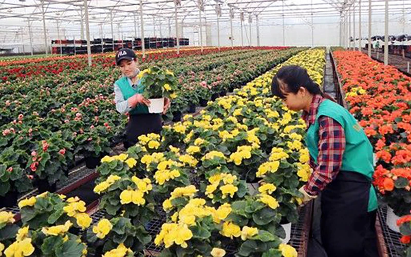 Trồng hoa chậu công nghệ cao tại Công ty Dalat Hasfarm (Lâm Ðồng). Ảnh: ÐOÀN SƠN