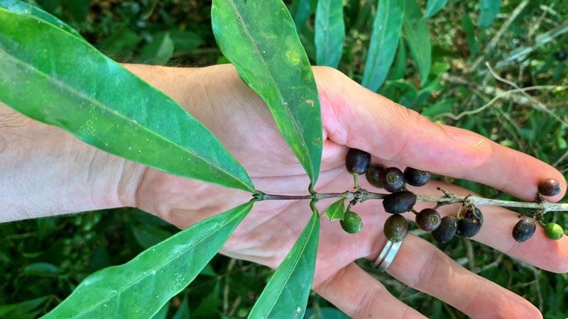 Loài cà phê stenophylla được cho là có hương vị tuyệt vời. Ảnh: RBG KEW.