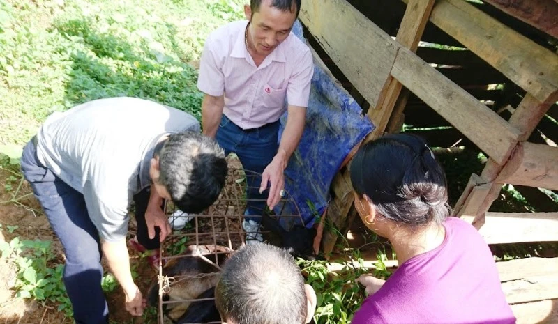 Cán bộ NHCSXH huyện Quế Phong kiểm tra con giống cho bà con bản Pà Khốm.