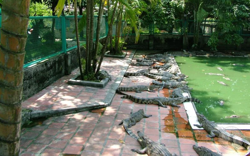 Chăn nuôi cá sấu nước ngọt tại Công ty TNHH Cá sấu Việt Nam. Ảnh: VĂN TUYẾN