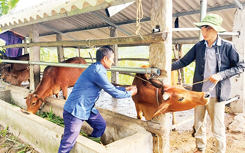 Cán bộ thú y xã Sơn Hóa, huyện Tuyên Hóa (Quảng Bình) tiêm vắc-xin phòng bệnh viêm da nổi cục cho đàn trâu, bò. Ảnh: Văn Tư