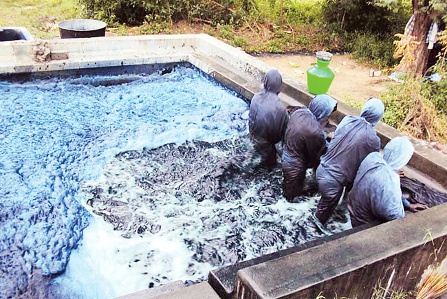 Những người đàn ông đạp nước trong bể để nước lá được oxy hóa. Ông Jesus Ciriza Larraona, người sáng lập công ty nghiên cứu mầu nhuộm.