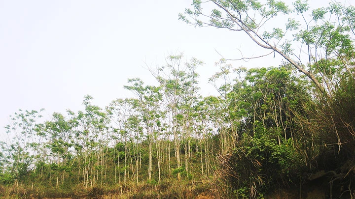 Cây xoan trên đất đồi núi huyện Mường Lát.