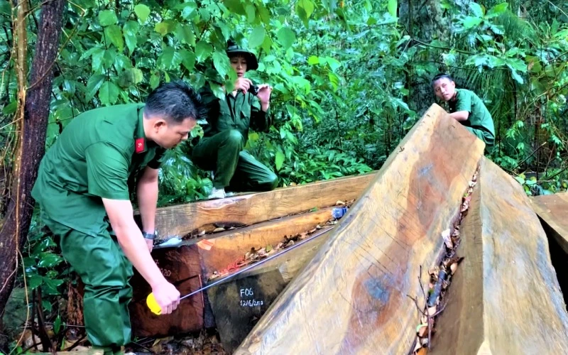 Hiện trường vụ khai thác lâm sản trái phép tại tiểu khu 1174, thuộc rừng nguyên sinh do UBND xã Hòa Lễ, huyện Krông Bông quản lý được Công an huyện phát hiện vào ngày 12-6-2020.