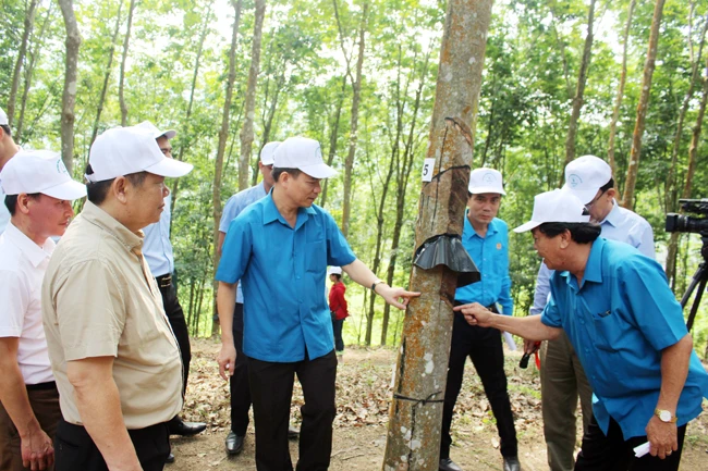 Trao đổi kỹ thuật cạo mủ cao-su đạt năng suất, chất lượng tại Nông trường cao-su huyện Điện Biên.
