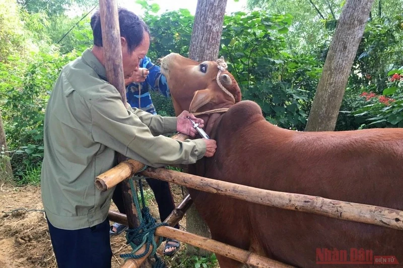 Nhân viên thú y tại Quảng Bình tiêm vắc xin phòng bệnh viêm da nổi cục cho bò. 