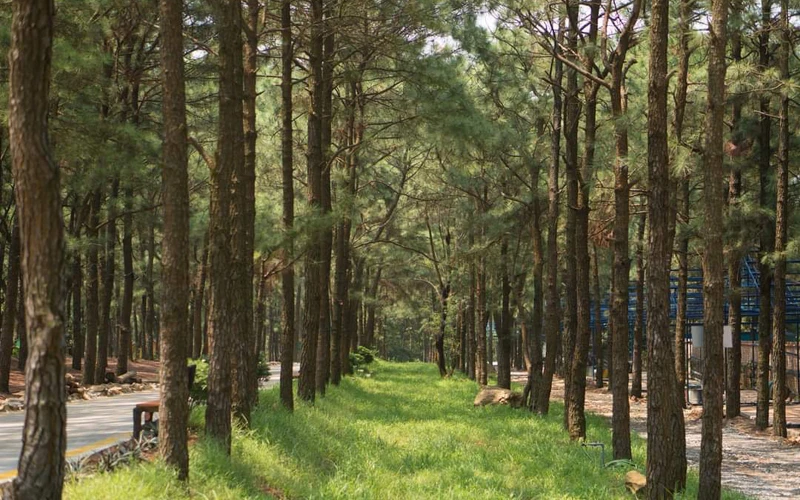 Khu du lịch sinh thái Thiên Phú Lâm với rừng thông xanh mát quanh năm. 