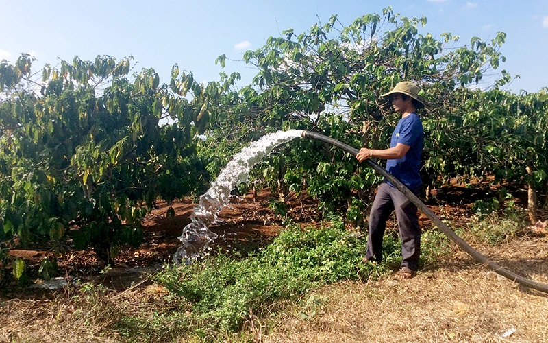 Người dân làng Ðơk Rơng, xã Glar (huyện Ðắk Ðoa, Gia Lai) chăm sóc vườn cà-phê gây quỹ của địa phương.