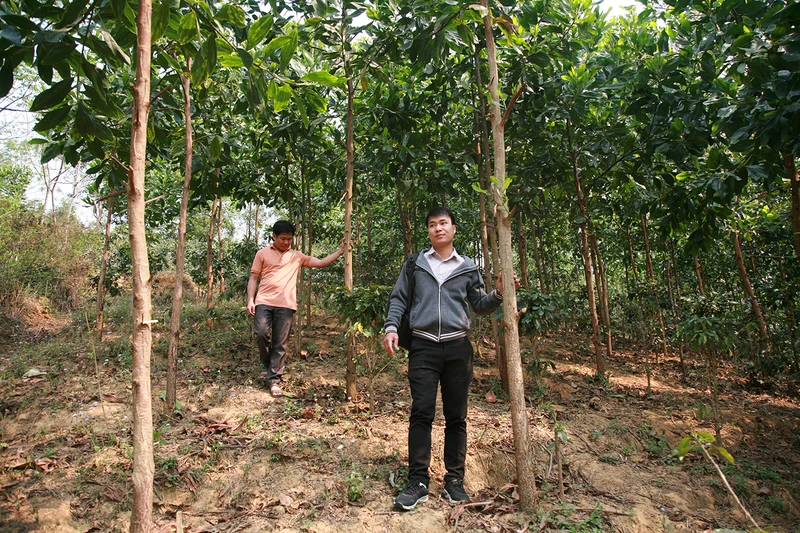 Một trong những khu rừng trồng tại xã Ẳng Cang được người dân chăm sóc, bảo vệ tốt.