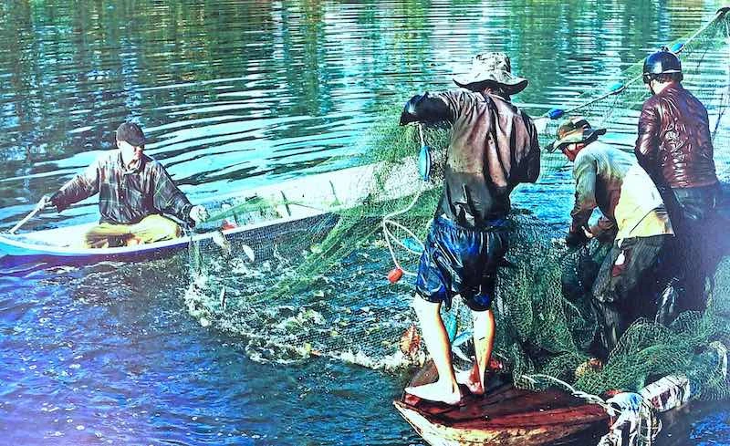 Thu hoạch cá đồng nằm trong hoạt động lễ hội “Hương rừng U Minh”. 