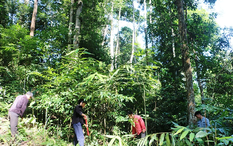 Người dân huyện Nậm Pồ (Ðiện Biên) chăm sóc và bảo vệ rừng.