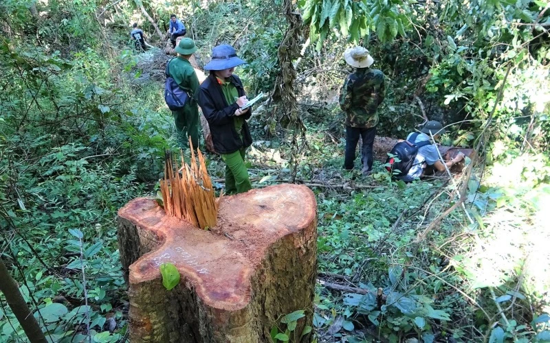 Các cơ quan chức năng huyện Ea Kar khám nghiệm hiện trường vụ khai thác gỗ trái phép trong Khu BTTN Ea Sô.