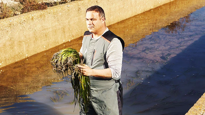 Đầu bếp Ángel León trồng cỏ lươn. Ảnh: TIME MAGAZINE
