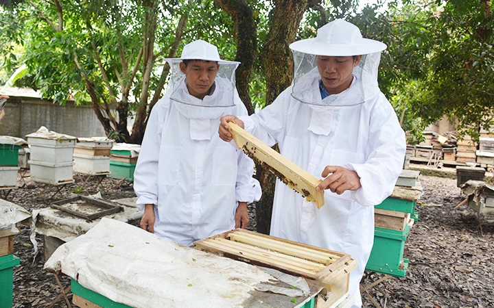 Mô hình nuôi ong dưới tán rừng của Hợp tác xã ong mật Điện Biên đem lại hiệu quả kinh tế cao.