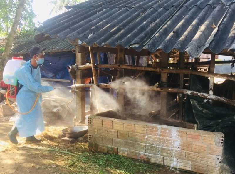 Ngành chức năng ở Quảng Ngãi phun thuốc tiêu độc khử trùng chuồng trại chăn nuôi.
