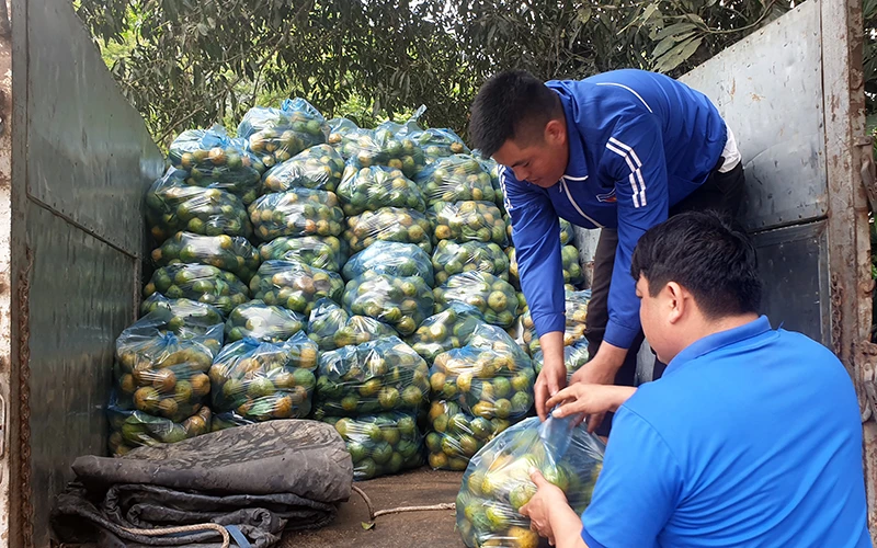Huyện đoàn Nghi Lộc (Nghệ An) giúp người dân xã Văn Lợi (huyện Nghi Lộc) đóng gói quýt đưa đi tiêu thụ. 
