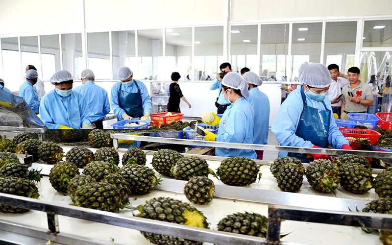 Sản phẩm “Dứa Mường Khương” được chế biến, đóng hộp tại Nhà máy chế biến rau quả xuất khẩu Mường Khương.