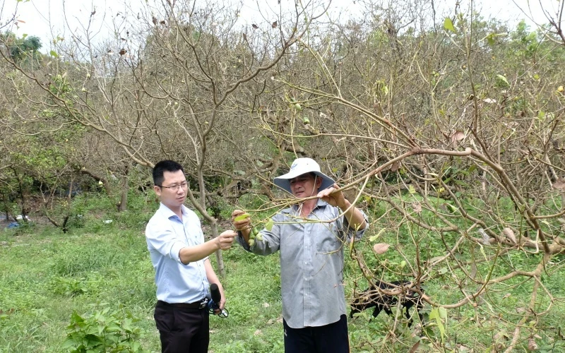 Nhiều vườn cây bị bọ cánh cứng tấn công ở Bình Phước