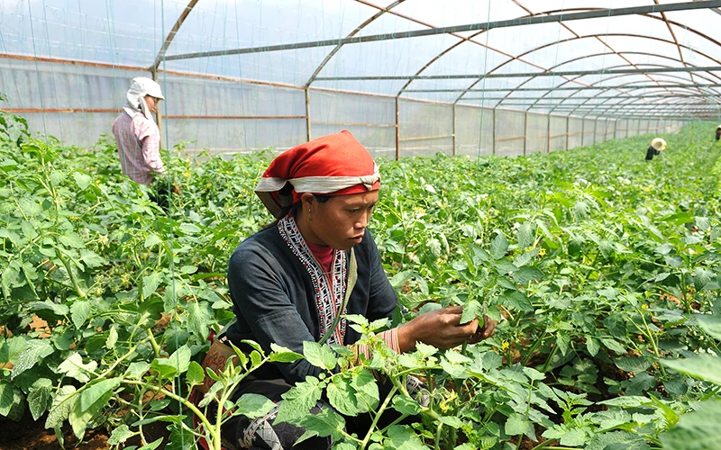 Nhờ nguồn vốn chính sách, người dân tộc thiểu số thị xã Sa Pa (Lào Cai) trồng rau màu trong nhà lưới mang lại hiệu quả kinh tế cao. Ảnh: NGUYỄN ÐĂNG