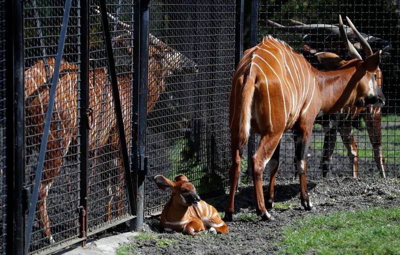 Một con linh dương núi mới sinh trong vườn thú Warsaw, Ba Lan, ảnh chụp ngày 6-5. Ảnh: Reuters.
