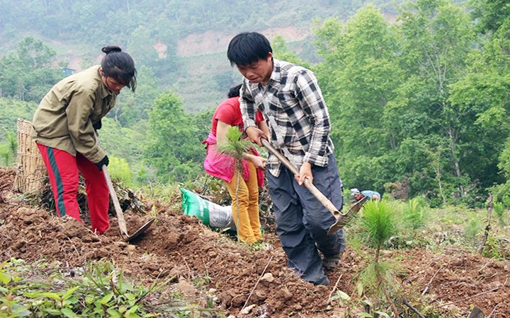 Người dân xã Lương Thông, huyện Hà Quảng (Cao Bằng) trồng thông gây rừng. Ảnh: T.H