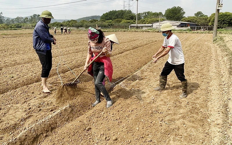 Người dân TP Chí Linh làm đất gieo trồng vụ đông xuân.