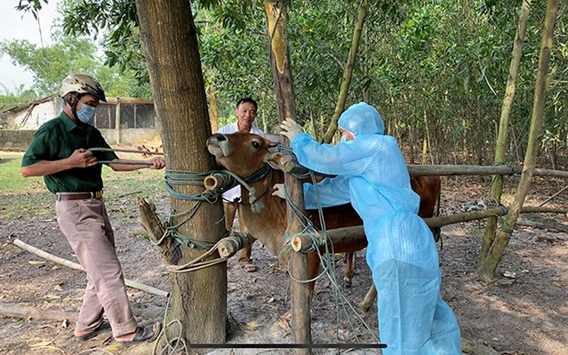 Tiêm vắc-xin phòng bệnh viêm da nổi cục cho vật nuôi ở huyện Lệ Thủy (Quảng Bình).