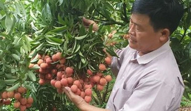  Phía Nhật Bản đã chính thức ủy quyền cho cơ quan kiểm dịch thực vật của Việt Nam giám sát vải thiều xuất khẩu sang thị trường Nhật Bản